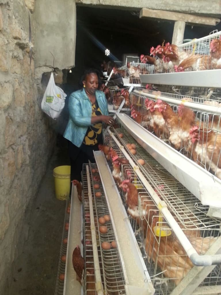 Continous training helps poultry farmers halve losses & balloon profits