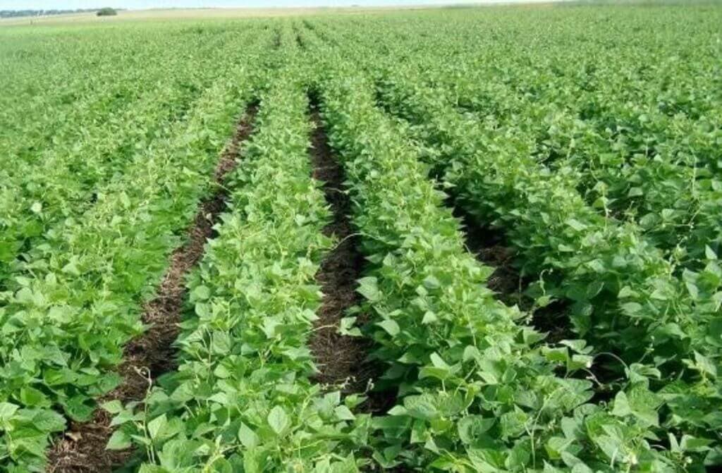High yielding drought resistant bean variety that matures in two months is ready for market