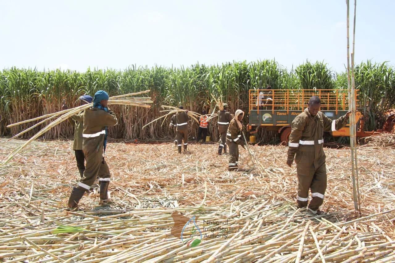 CS Mugaa Issues Update on Large-scale Sugarcane Project at Bura Irrigation Scheme