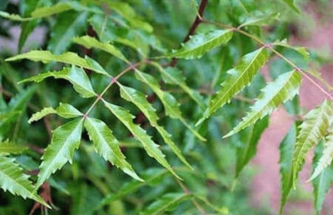 Neem (Mwarubaini) as a Natural Contraceptive