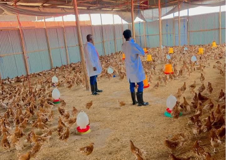 I started poultry farming with Sh50,000, I now make over Sh1 million profit after six weeks