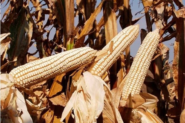 Low maize prices hurting farmers as harvesting season starts