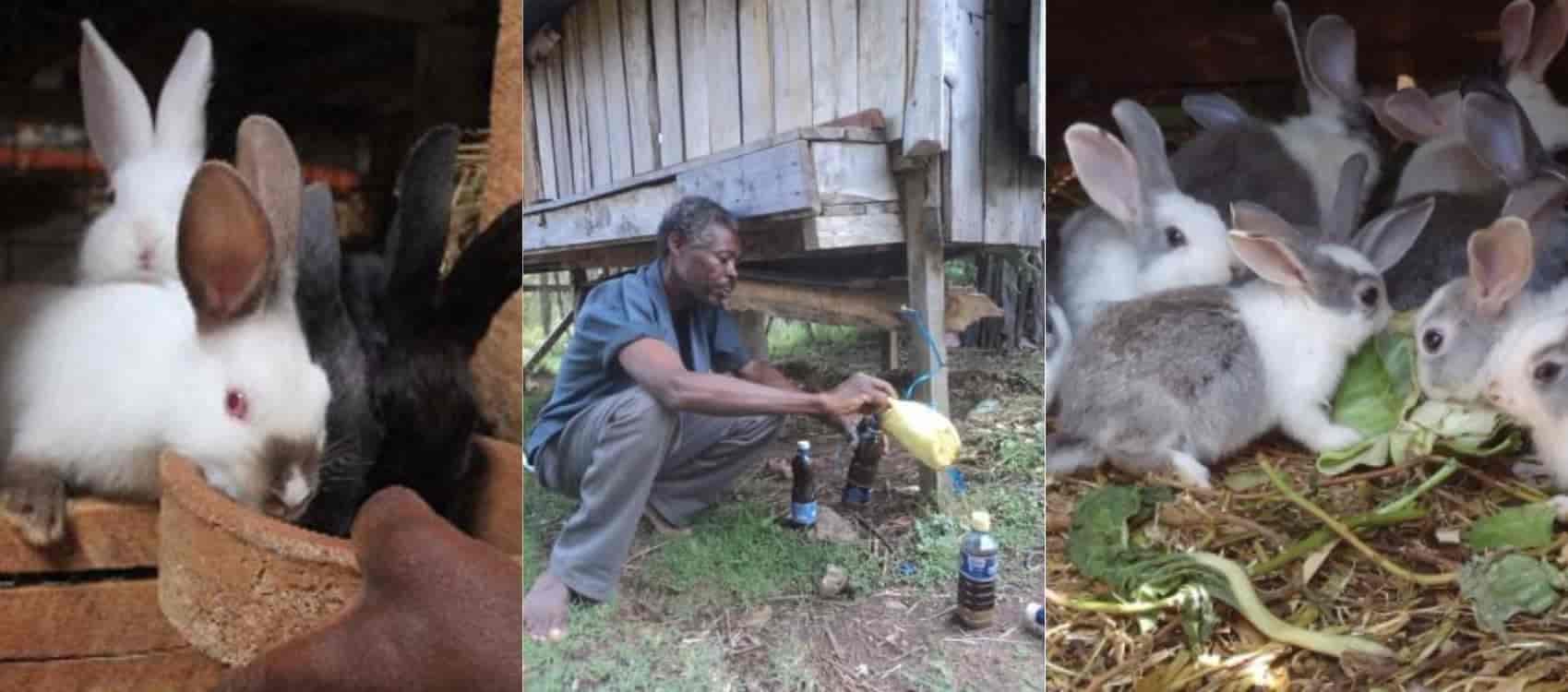 Bungoma farmer taps into rabbit urine and droppings for more income