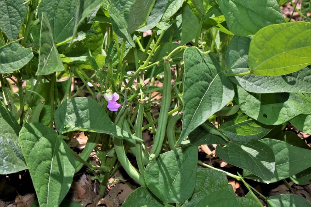 Western farmer abandons maize production for more profitable French beans export market