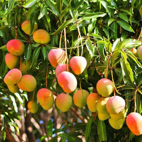 Kenyan mango farmers resume exports to lucrative European market