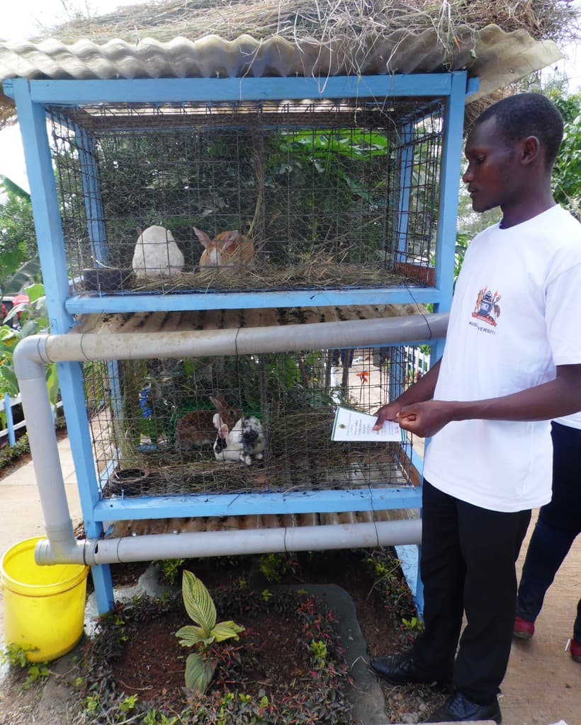 Charcoal and egg mix treats feed poisoned rabbits fast