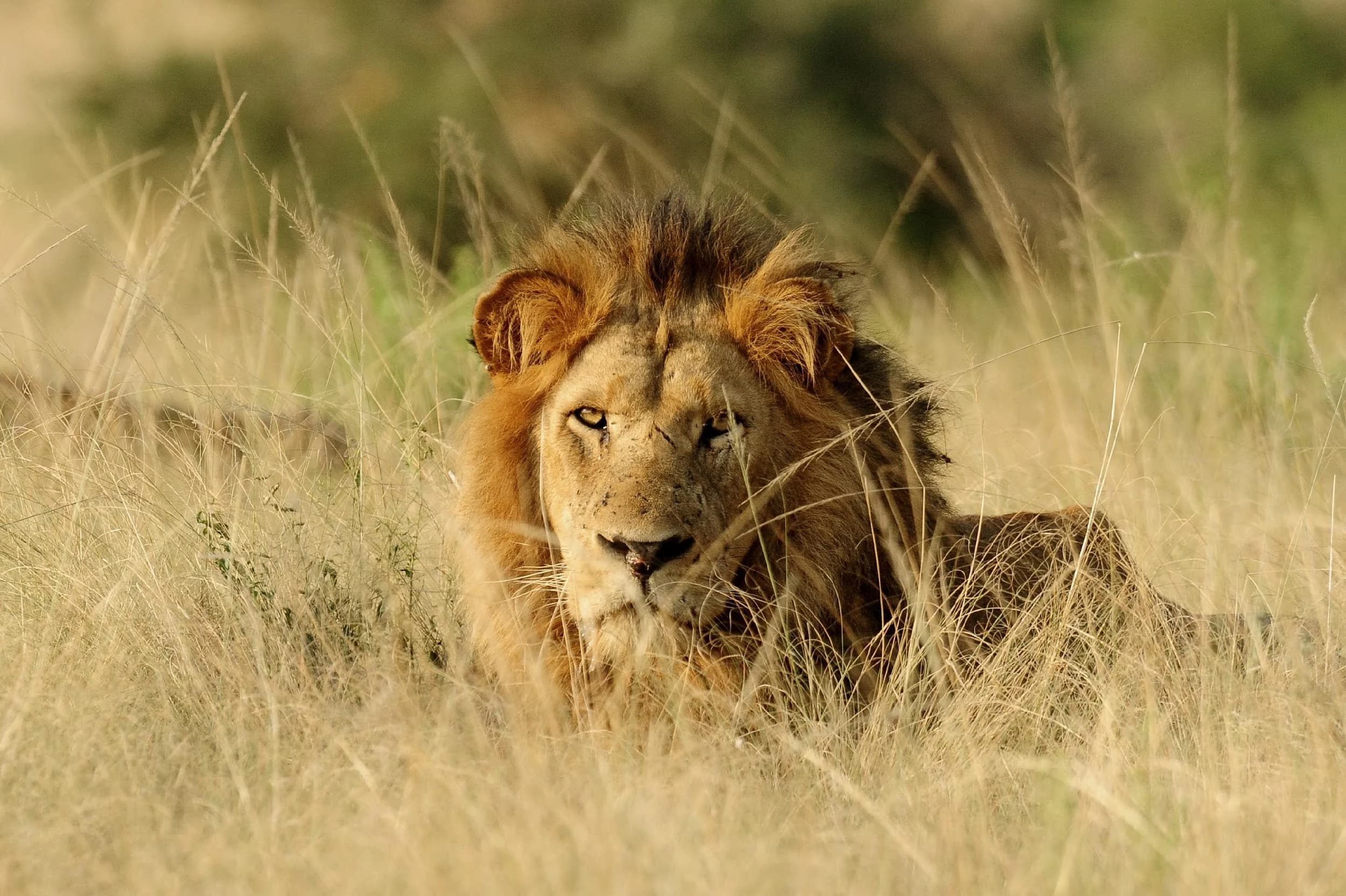 Poaching for Lion Body Parts Emerges as Growing Threat to Africa’s Lions, Study Finds