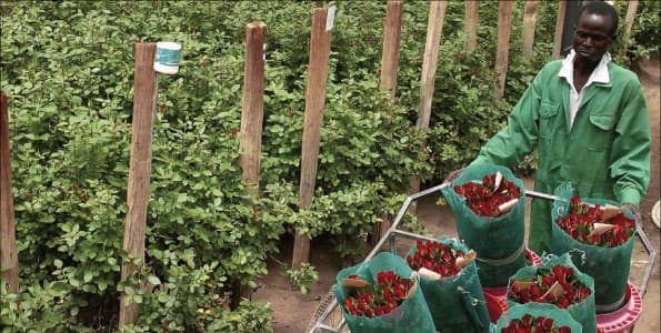 Kenyan flowers, fruits and Vegetables in high demand in the European markets