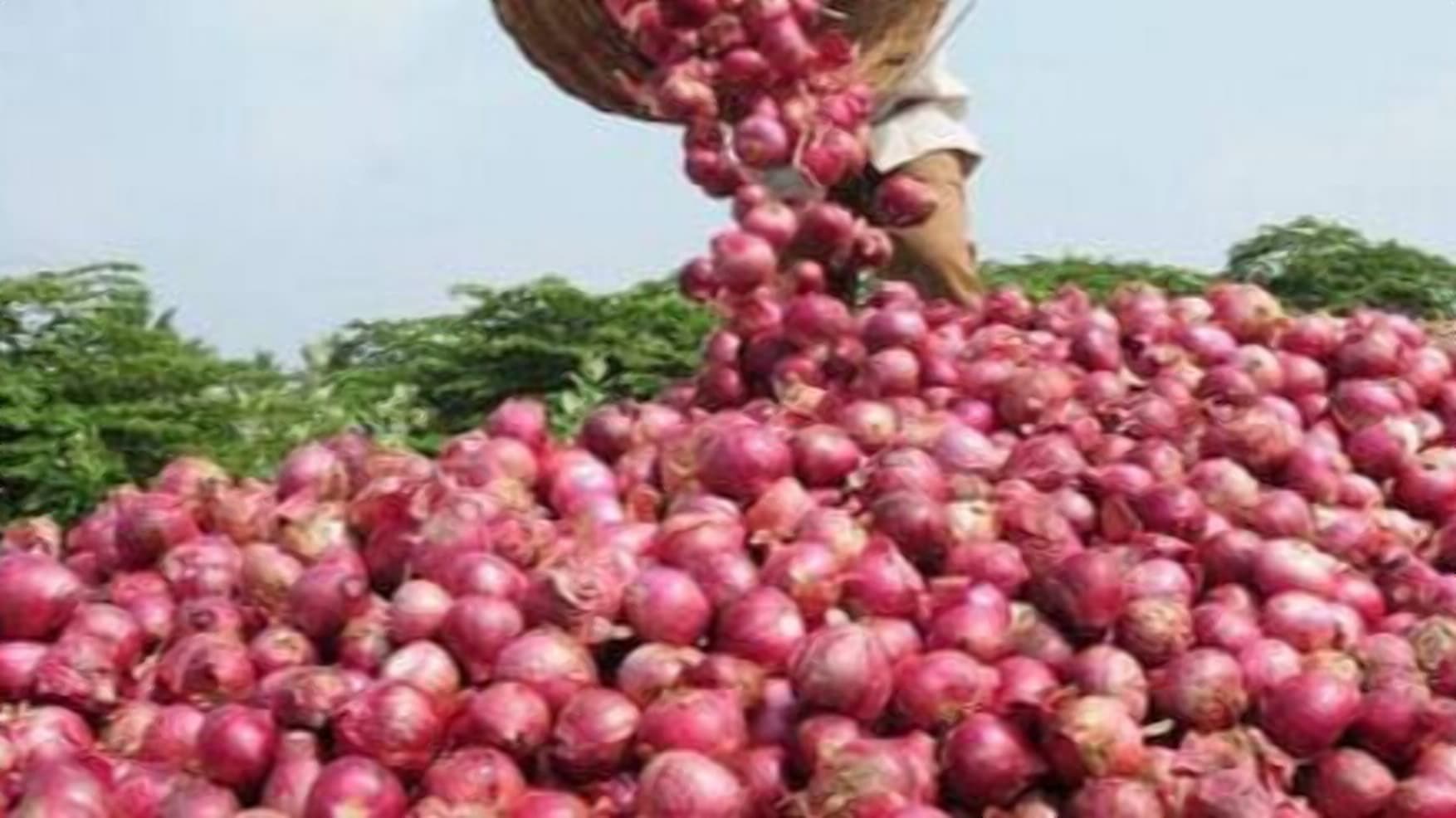 Emma Onyango: Migori farmer reveals the secret to getting better onion prices