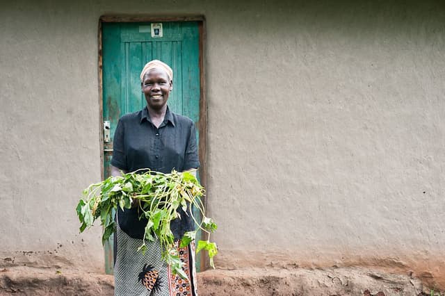 Farmers make silage from sweet potato vines