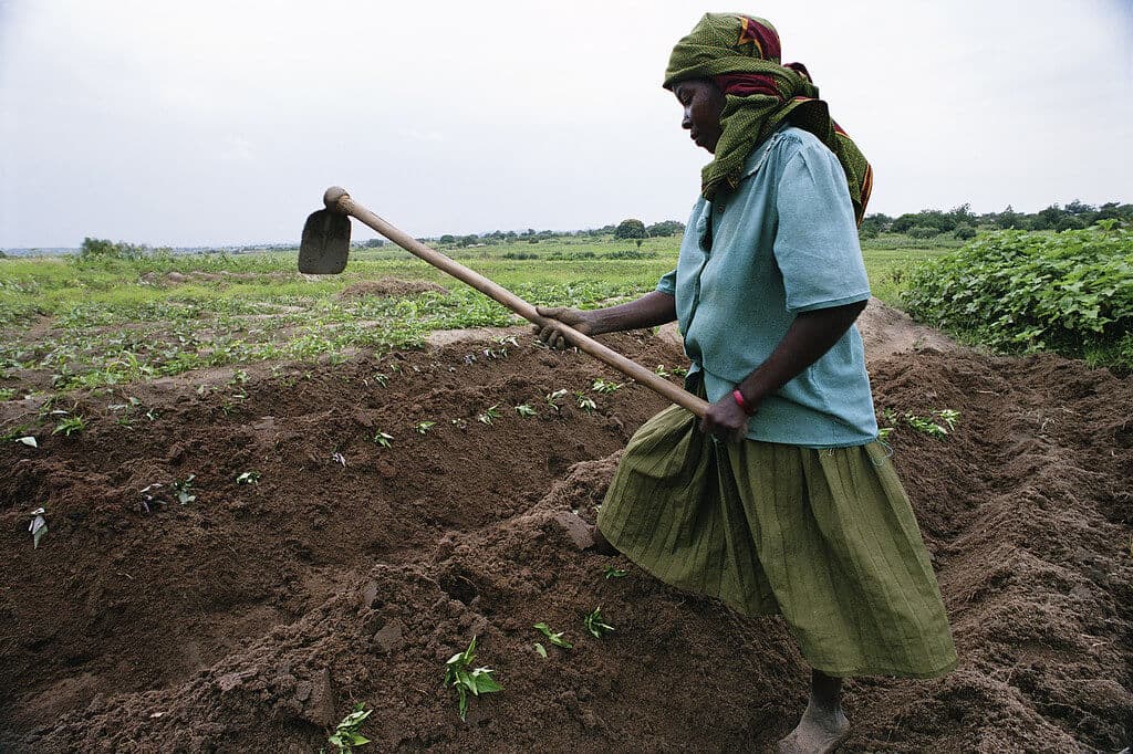 African farmers’ knowledge gap sees continent remain least productive globally