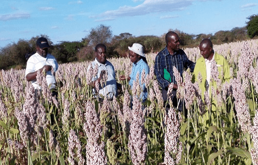 Ready market available for gadam sorghum variety growers