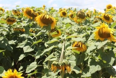 Migori farmers eyes sunflower and soya bean after tobacco woes