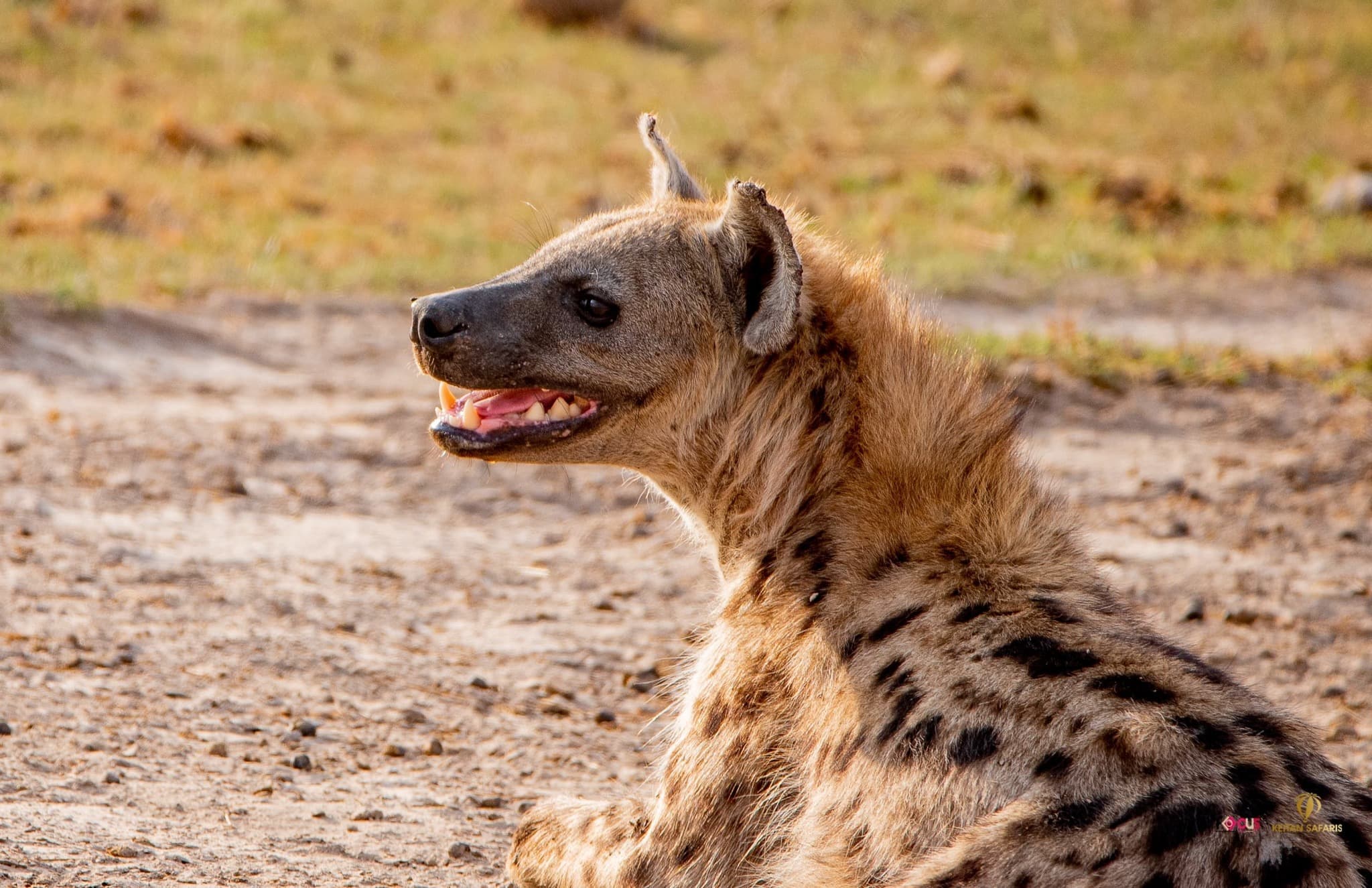 KWS warns public against consuming hyena meat