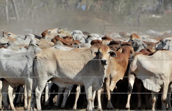 North Eastern livestock market doubles households’ incomes
