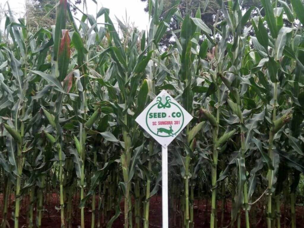 Crops that can reach harvest in 2024’s dry short rains