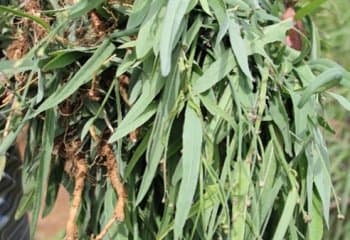 Mchunga weed stops Kenya’s biggest killer cancer