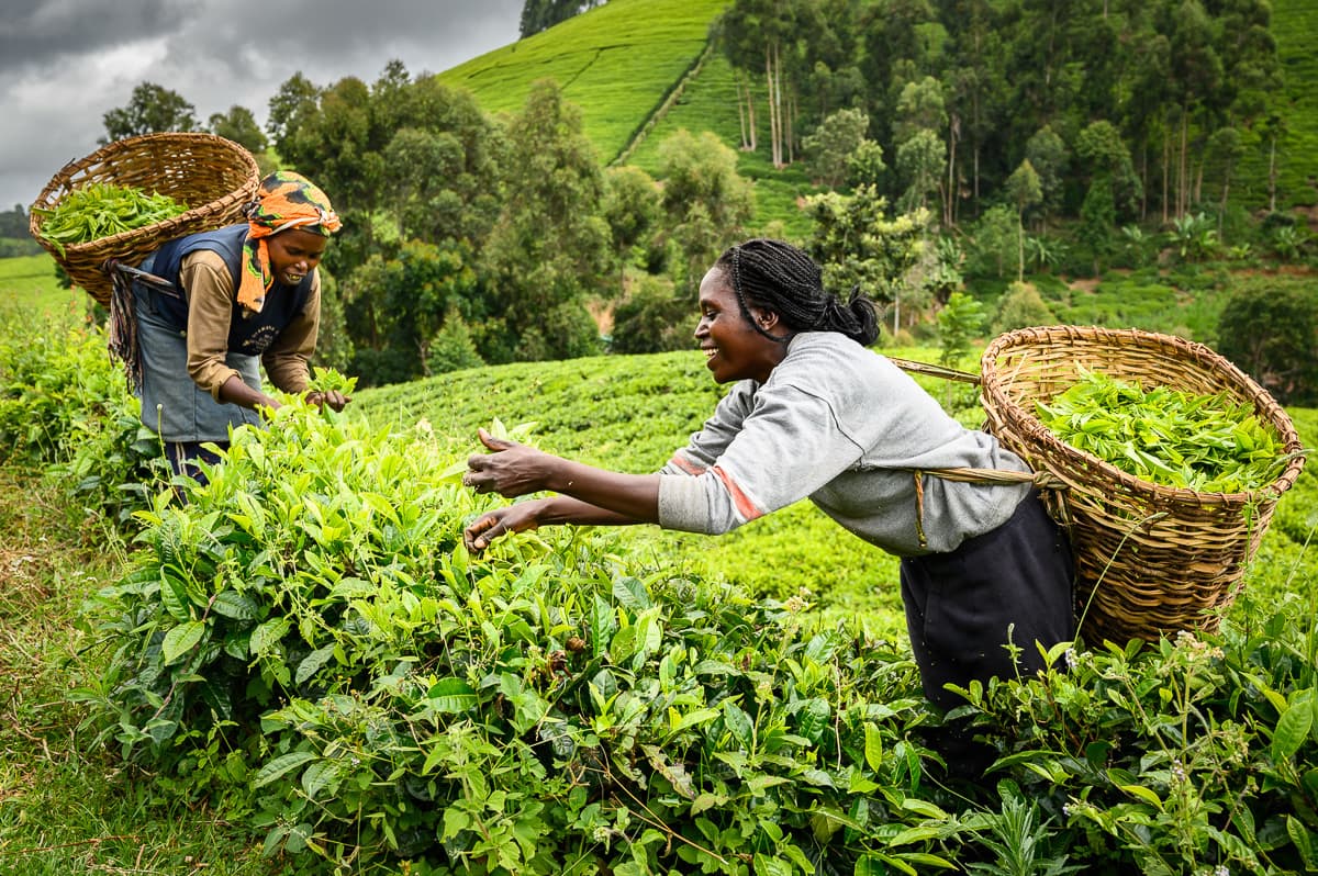 Kenya’s Tea Export Figures Dwindle On Persistent Middle East Crisis