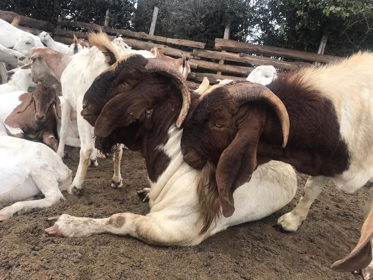Demand for boer goats outstrips local market and breeders