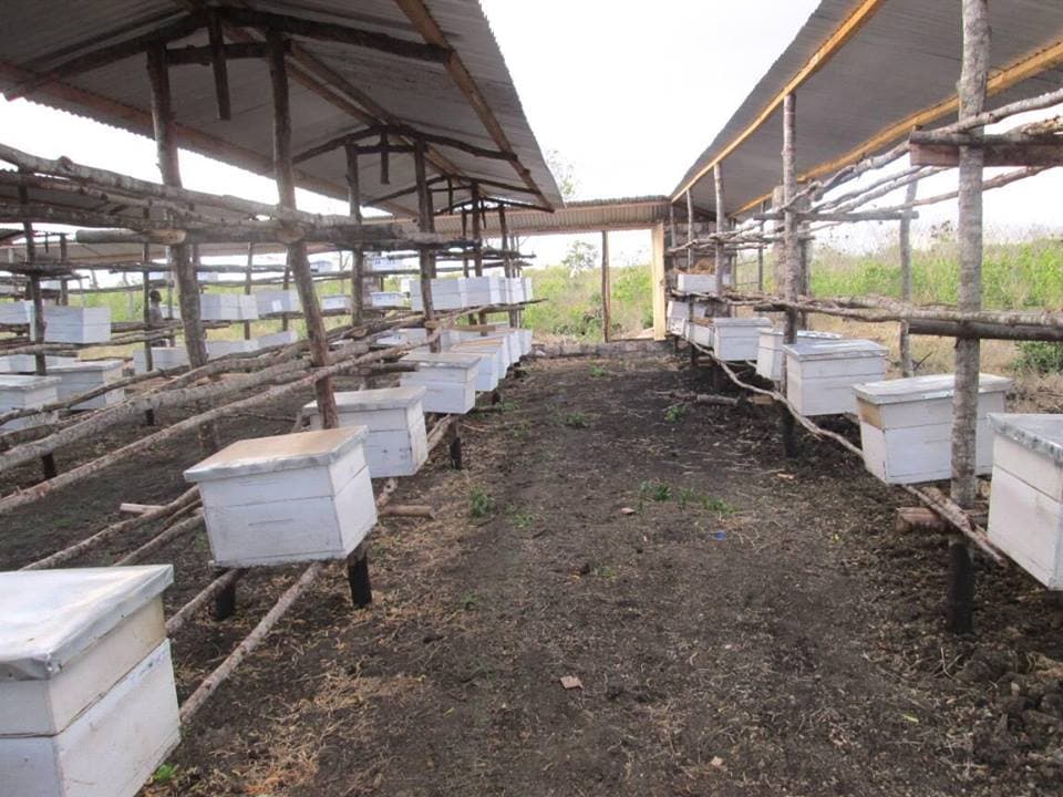 Social enterprise in need of more farmers and honey to meet local demand