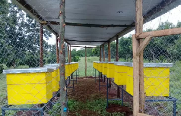 Kenyan honey exporter recruiting 7,000 contracted East Africa farmers