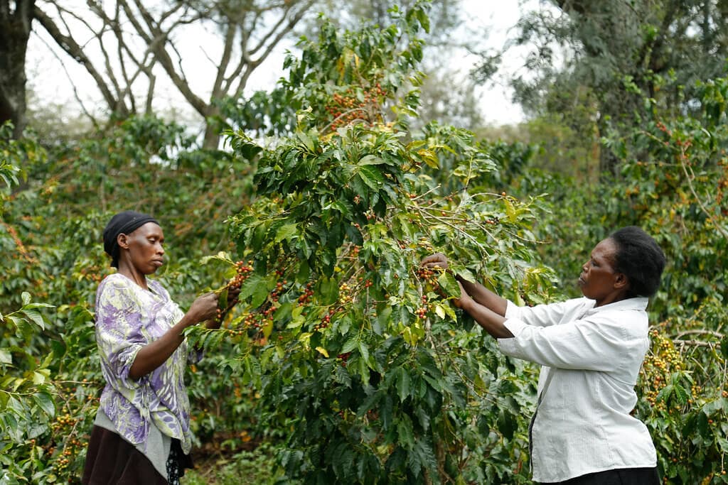 Rainforest Alliance introduces tool to help coffee farmers avoid being locked out of EU market