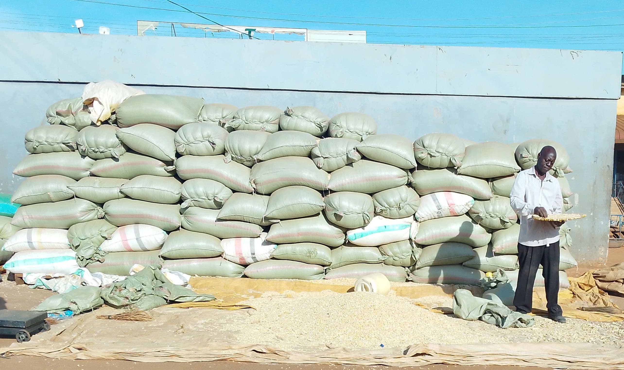 Dry maize stocks steady as prices fluctuate