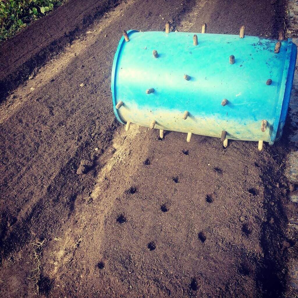 Farmer halves onion planting costs with home-made drum roller