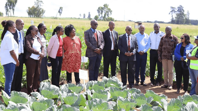 Kenya faces food security threat from rapid land fragmentation and ageing farmers
