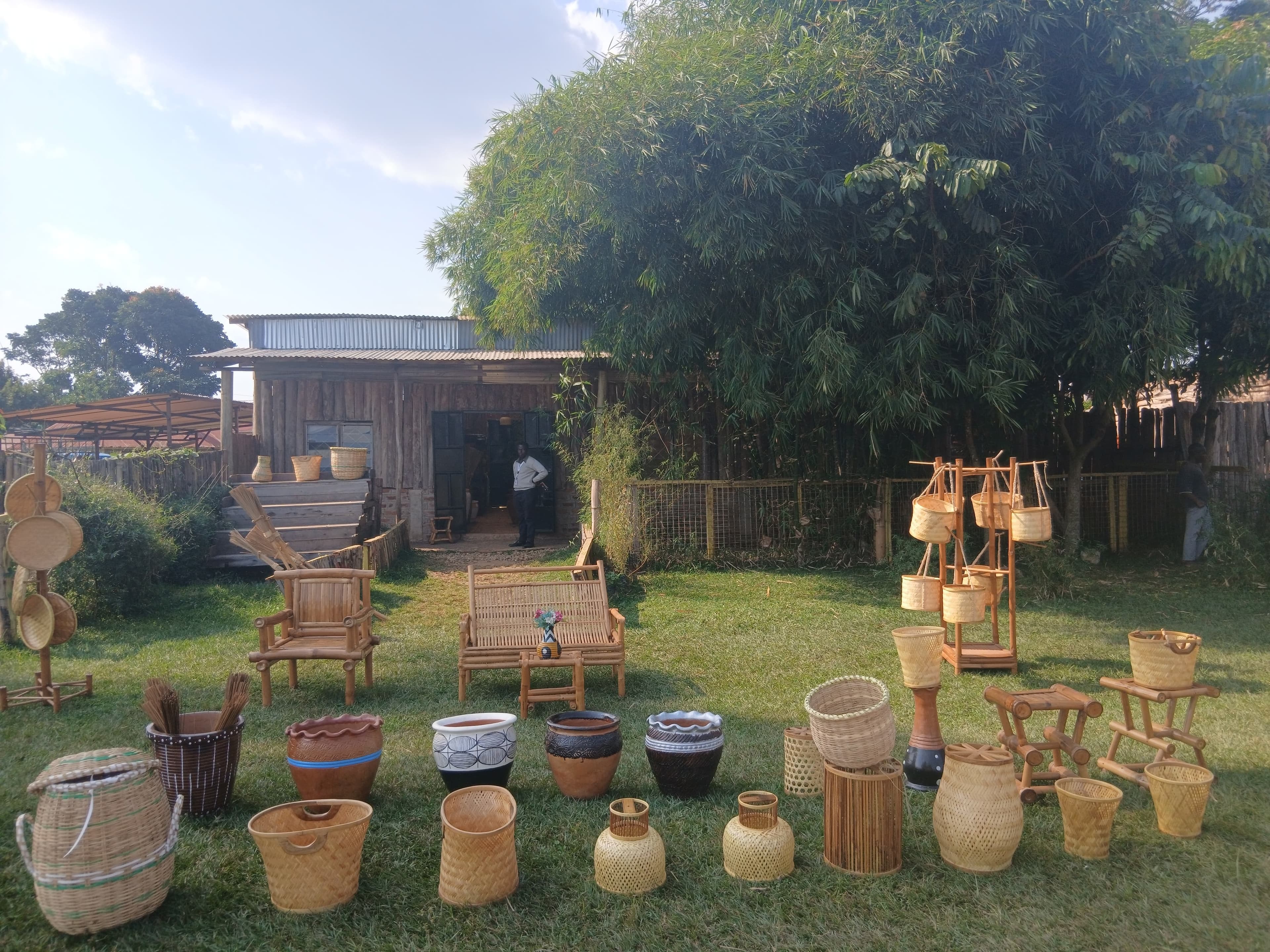 Bamboo gives Vihiga farmers new hope as green enterprise takes root