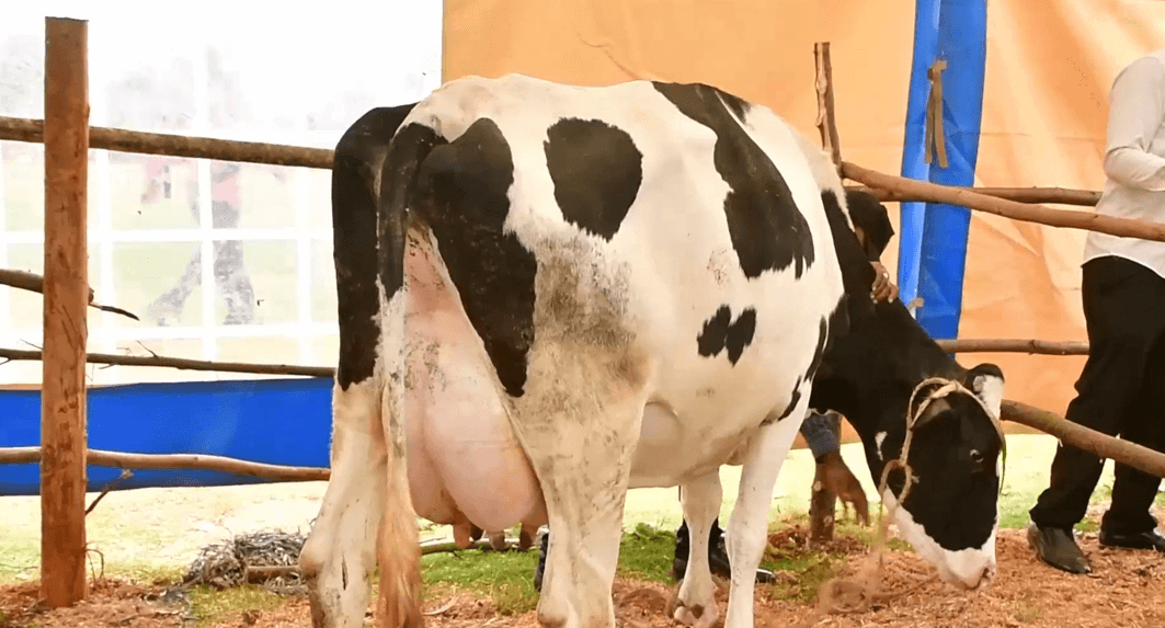 Murang’a dairy farmers decry delayed milk payment