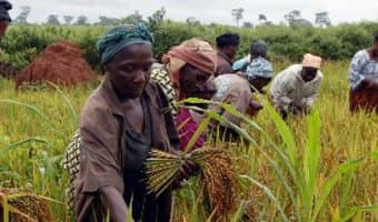 Green energy assists rural farmers stem post harvest losses
