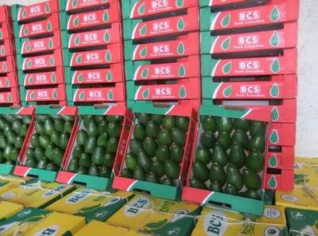 Export requirements for horticultural produce