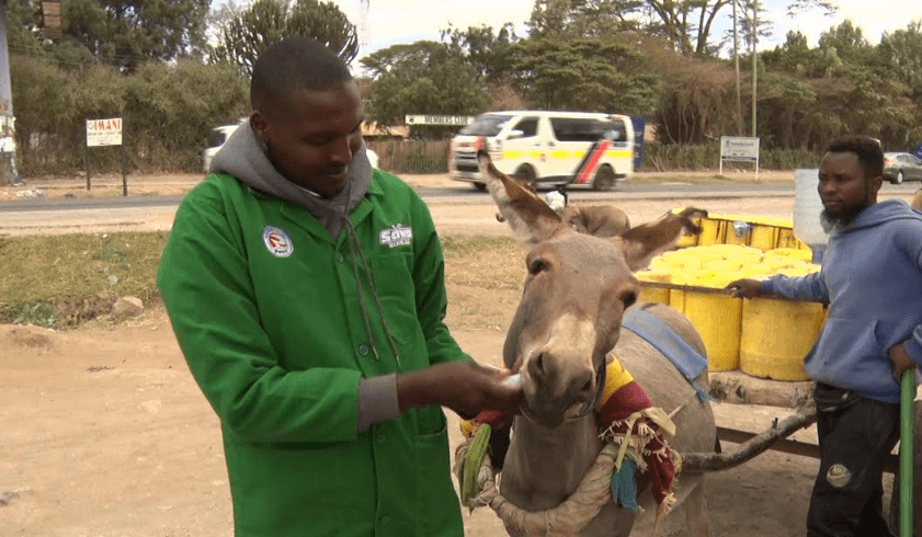 Donkey owners trained on entrepreneurship, animal welfare