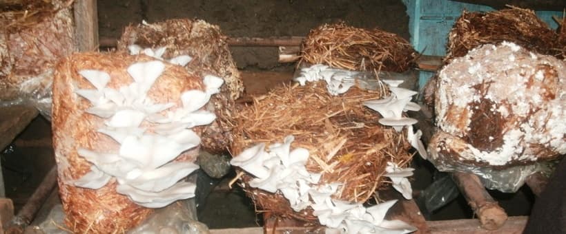 Njiru start-up training and buying back mushrooms from farmers
