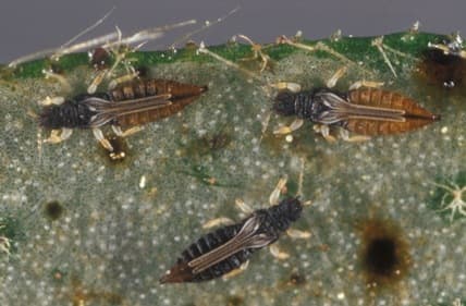 Low cost pest arsenals rescue Kenya flowers