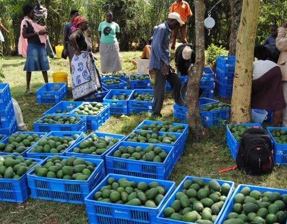Sh1.4m per acre: Expert reveals avocado farming potential earnings per season