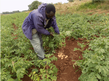 Former matatu driver leaves the chaotic industry, finds peace in potato production