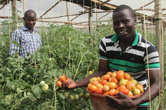 Potato and tomato prices rise sharply as maize and kales costs drop