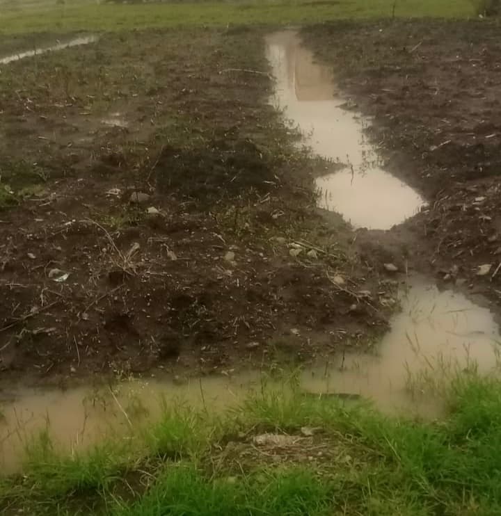 Ruiru farmer converts black cotton soil into working food plot