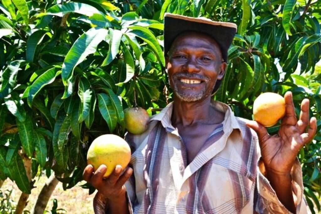 Crisps reduce farmer’s mango losses