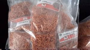Once jobless youth turns cassava root into about a half a million business venture