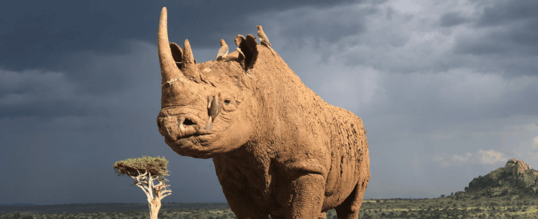 Kenya conservation film ‘Rhino’ to screen African premiere in Nairobi