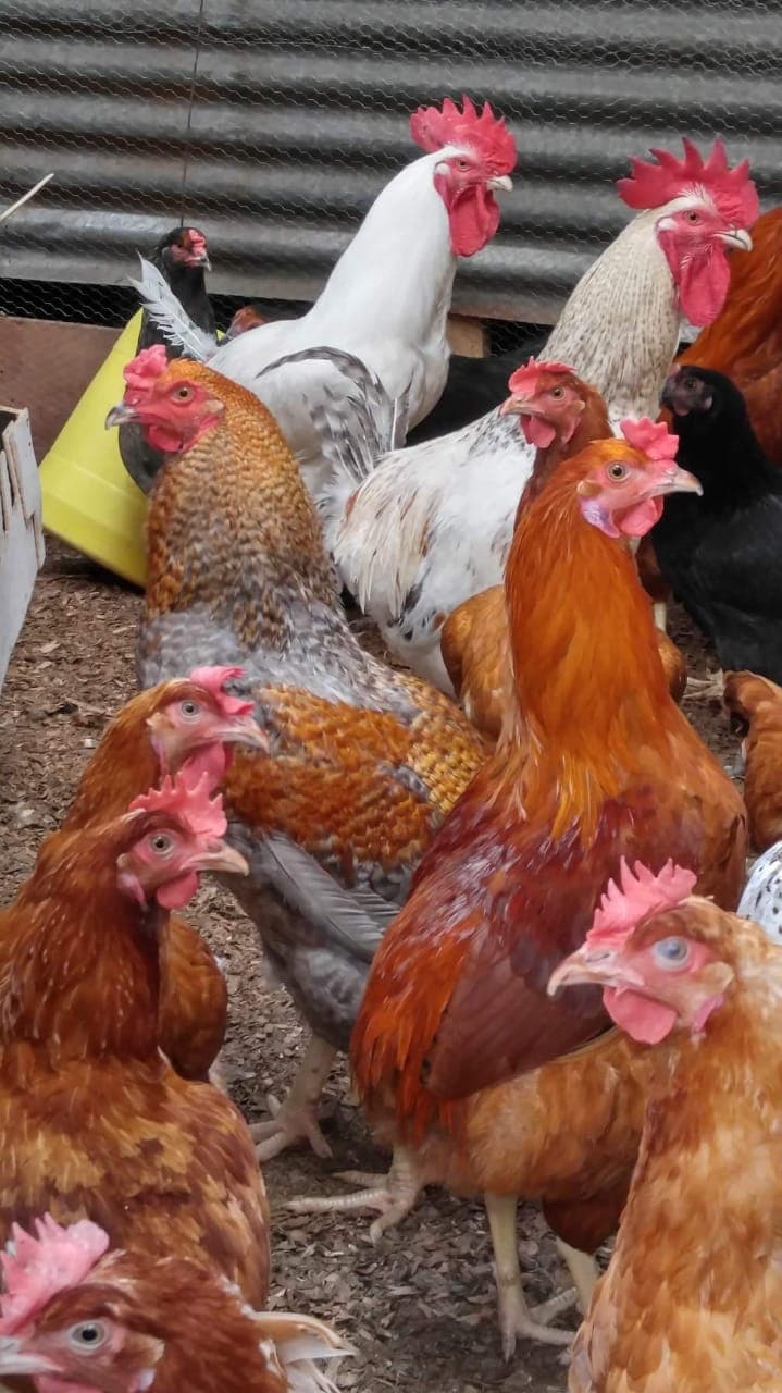 Narok farmers cash in the soaring demand for kenbro chicken products to grow income