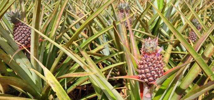 Pineapple farmers to earn 15 times more by exporting produce to Israel