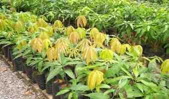 High value fruits birth saving culture among Ukambani farmers