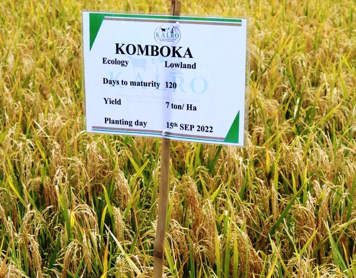 Ahero automated rice mill revolutionizes farmers’ incomes through value addition