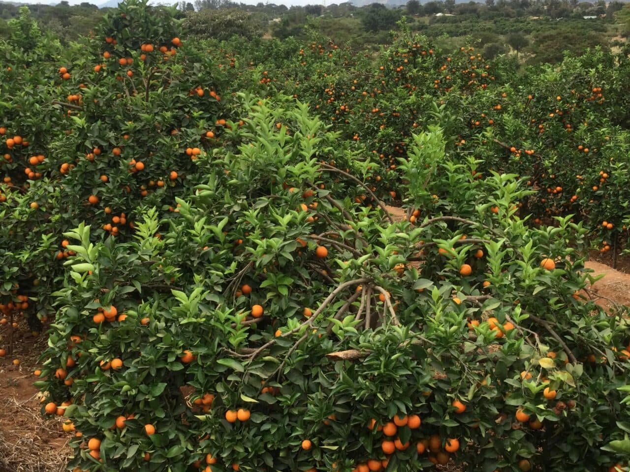 Untold dark side of pixie farming: Why you may not make money from this profitable venture