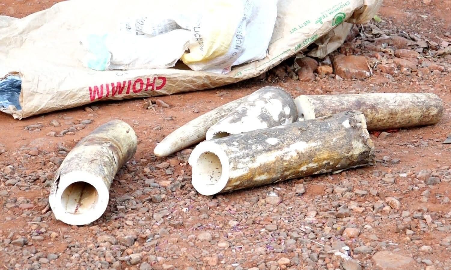 Two arrested with elephant tusks in Machakos