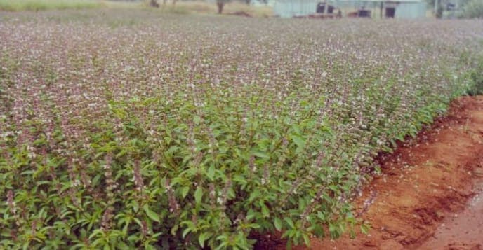 Migori farmer beats thrips on basil with low-cost changes to get 4x harvest